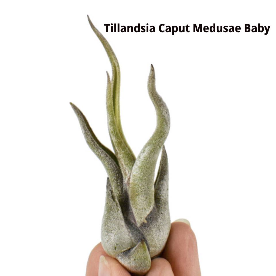 MĂRȚIȘOR PLANTĂ AERIANĂ Caput Medusae Baby
