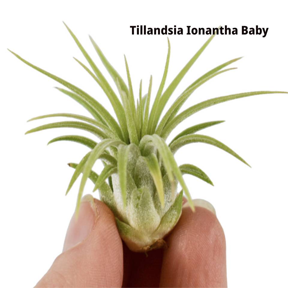 MĂRȚIȘOR PLANTĂ AERIANĂ Ionantha Baby
