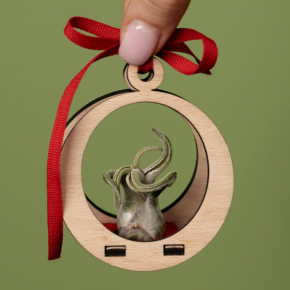 PACHETE AGENDE PLANTA NEGRU