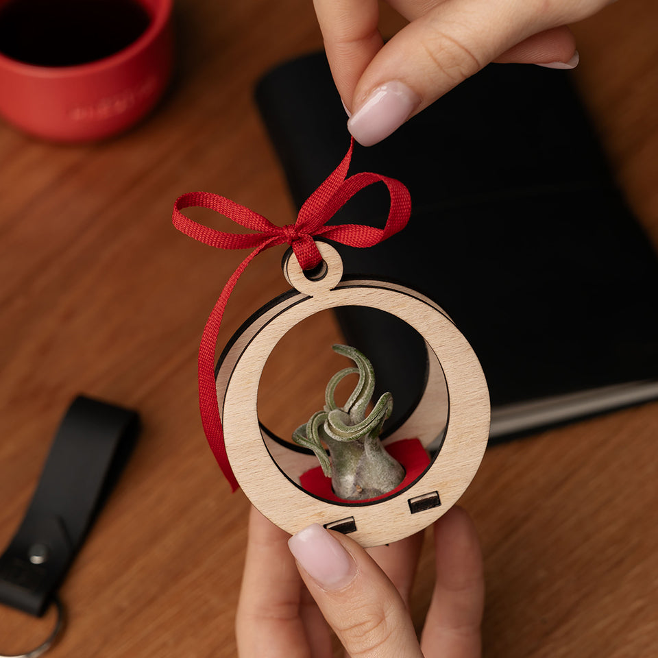 PACHETE AGENDE PLANTA NEGRU