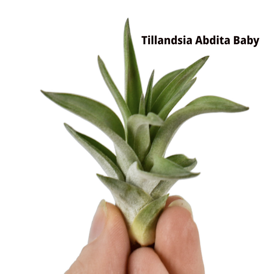 MĂRȚIȘOR PLANTĂ AERIANĂ Abdita Baby